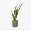 Faucibus Interdum