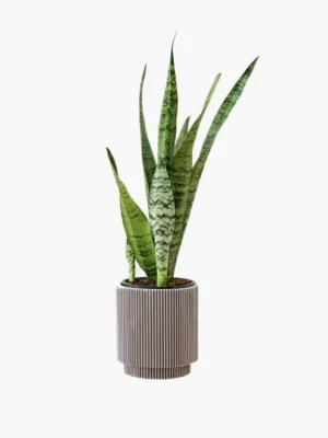 product-image-6_optimized Praesent Semper